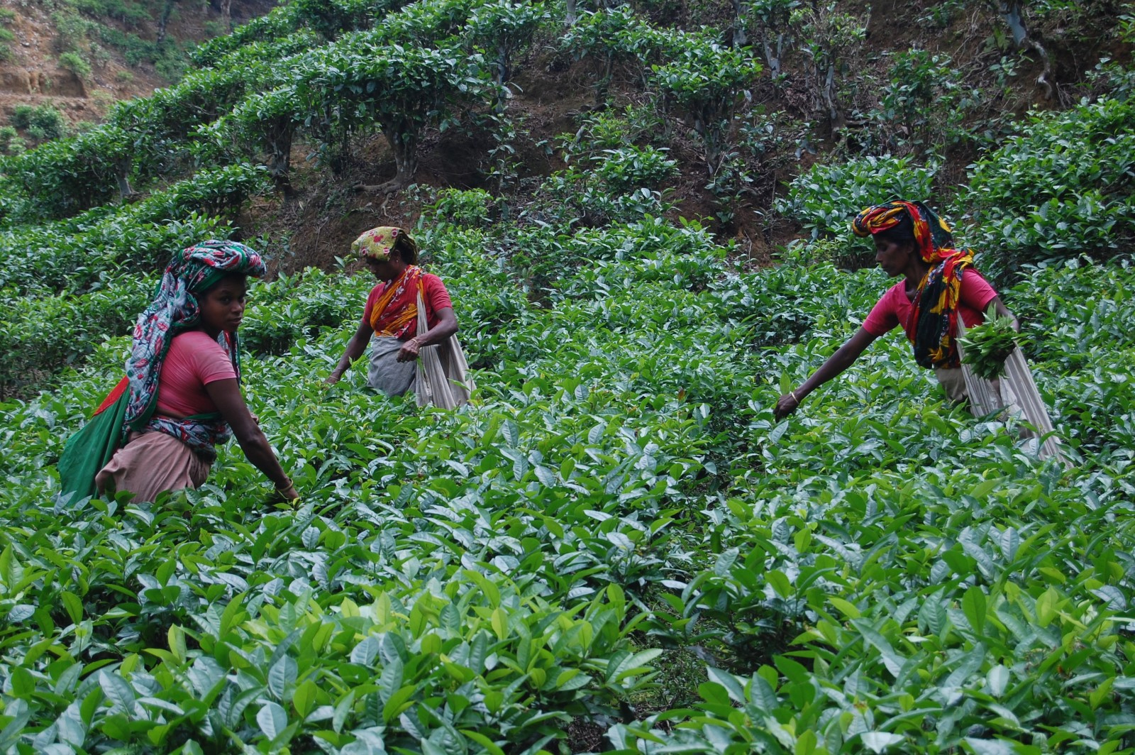 Image for Agriculture Innovation Mission For Climate More Than Doubles Investments To $17B, Partners To 600+, And Innovation Sprints To 78 At COP28