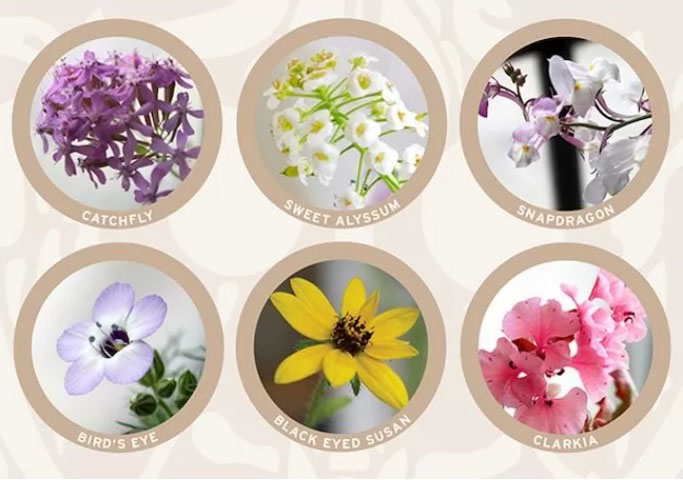 Image for Applications Of Seed Paper