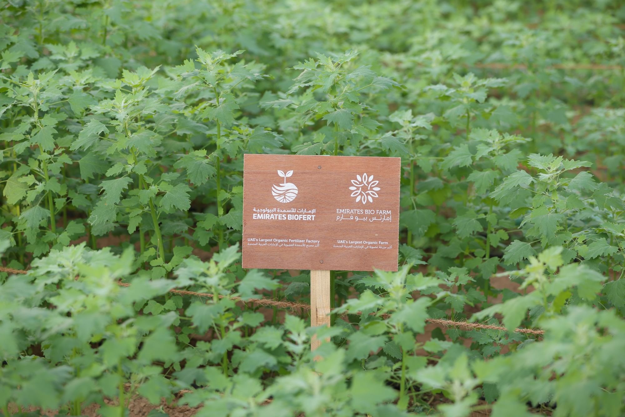 Image for Expo City Farm invites farmers to engage in a celebration of nature