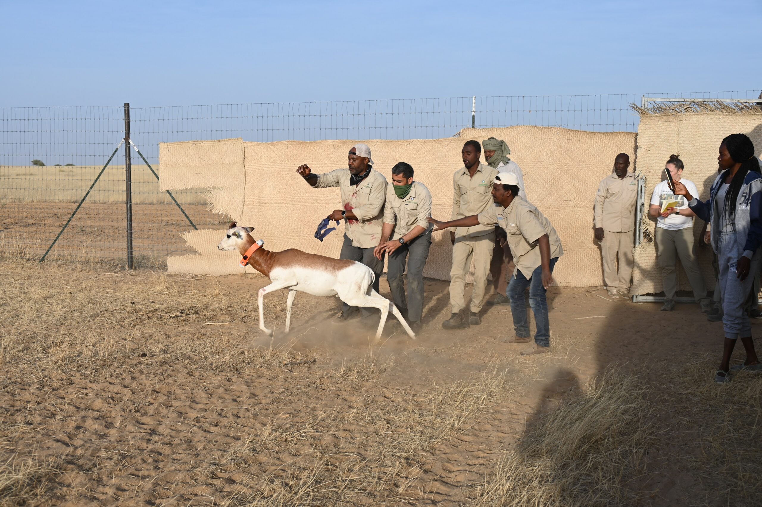 Image for The Environment Agency – Abu Dhabi Starts The First Reintroduction Phase Of Dama Gazelles In Chad