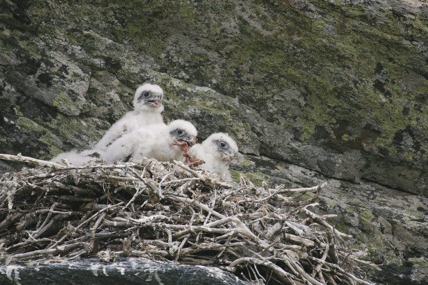 Image for Wings of Change: Climate-Action Partnership Announced To Research Solutions For Polar Raptors In A Warming World