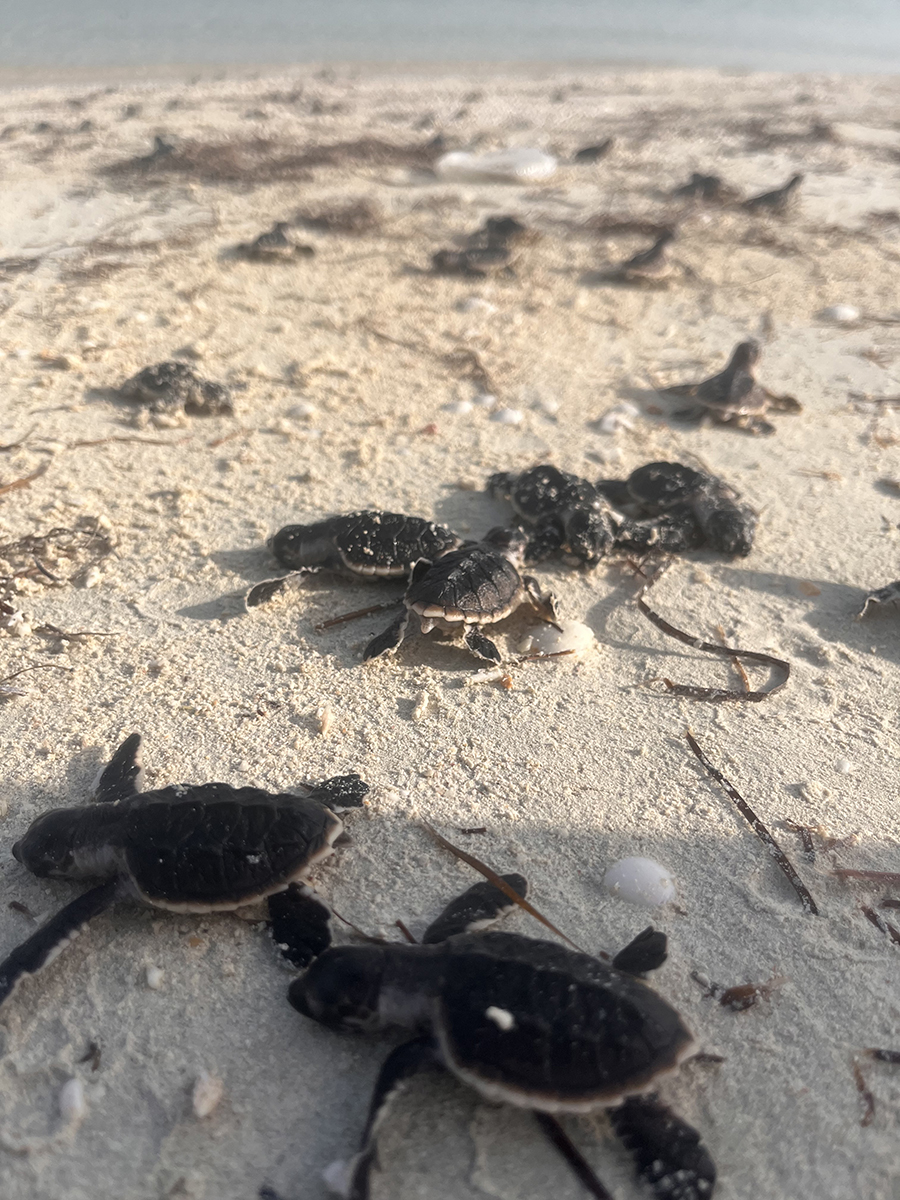 Image for EGA Welcomes Over 140 Endangered Hawksbill Turtle Hatchlings At Al Taweelah Beach