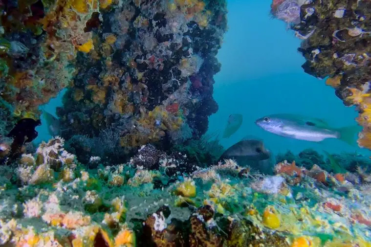 Image for New DUBAI REEF Footage Reveals Thriving Marine Life And Ecosystem Growth In Dubai’s Waters