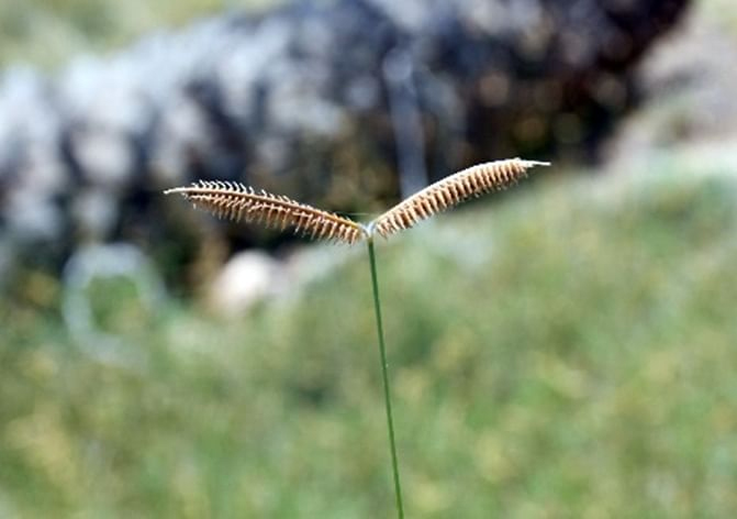 Image for UAE Expands Sustainability, Climate Action Efforts In 2025