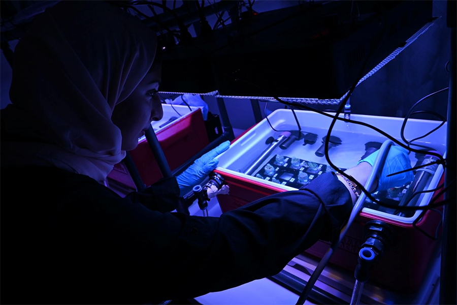 Image for NYUAD Research Team Completes Study On Coral Reefs Along UAE Coast