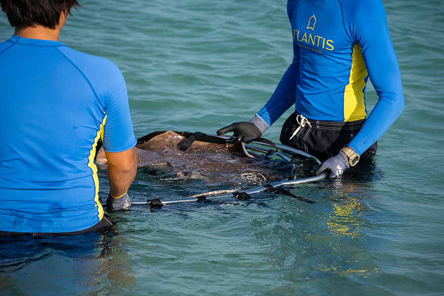 Image for Atlantis Dubai Continues Its Commitment To Conservation With Shark & Stingray Release And Beach Clean-up