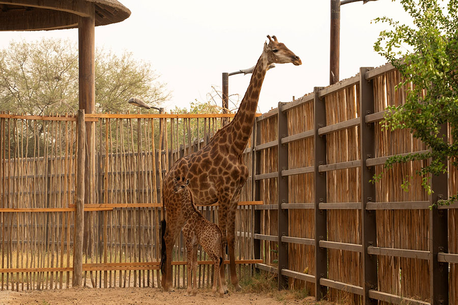 Image for Dubai Safari Park Welcomes Newborn Baby Giraffe Highlighting Conservation Success