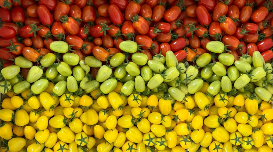 Image for New Tomato Farm In Al Ain To Produce 150,000 Kgs Of Fresh Tomatoes Annually, Strengthening UAE’s Local Food Production