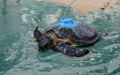 Image for Fujairah Environment Authority (FEA) Releases Rehabilitated Sea Turtles Into The Indian Ocean At Naäma Beach Villas & Spa To Monitors Behaviour & Migratory Patterns
