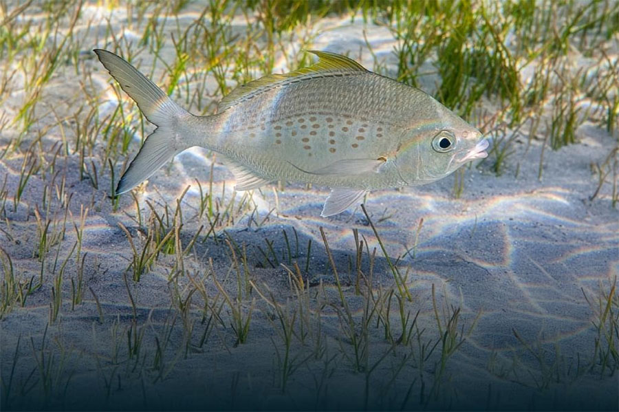 Image for EAD Implements Ministerial Decisions Reshaping Emirate’s Fishing Regulations For 2026