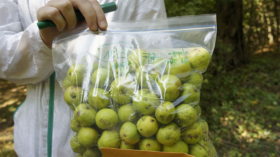 Image for ‘NYU Abu Dhabi’ Completes Research Study On Developing Sustainable Agricultural Crops