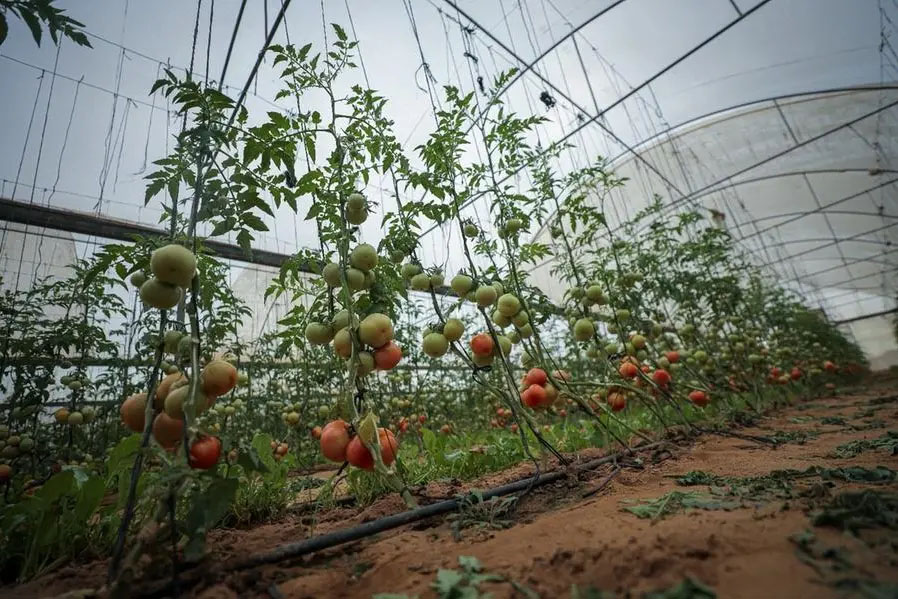 Image for From Humanitarian Relief To Environmental Sustainability, TBHF Builds Livelihoods While Protecting The Planet