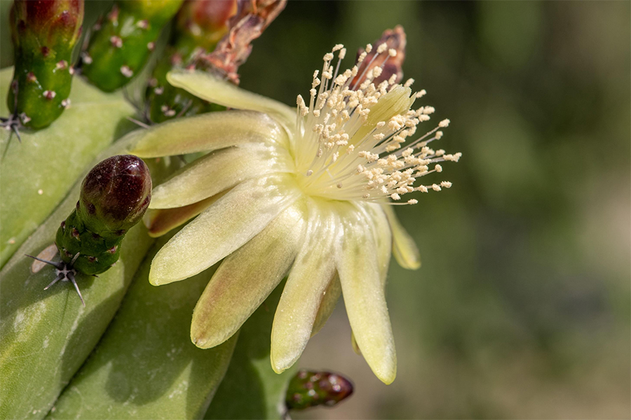 Image for Terra’s New UAE Heritage Project Invites Students To Save Family Plant Stories