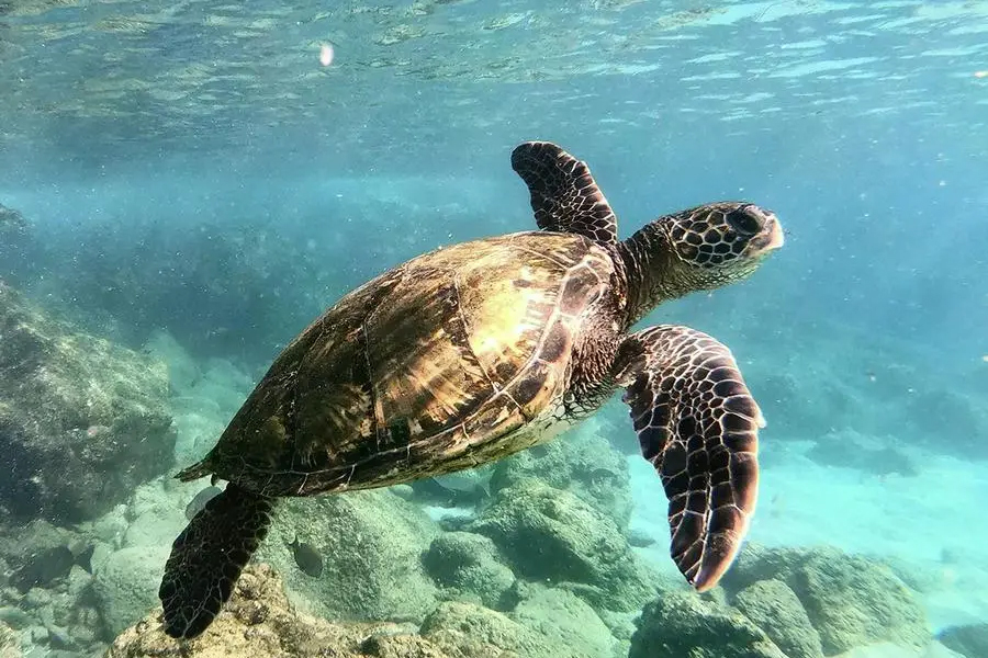 Image for IMPACT By Miral Announces Four Conservation Priorities For 2026