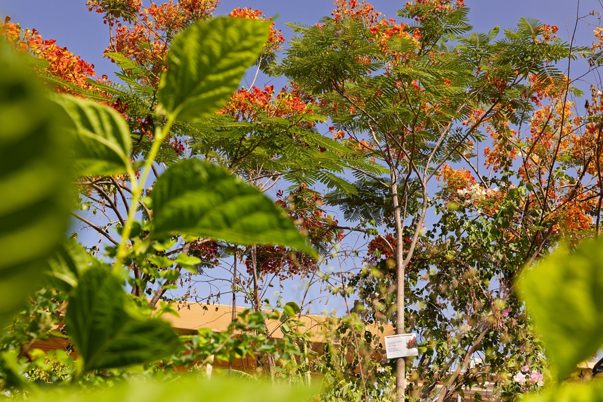 Image for VFS Global Joins Dubai’s Flame Tree Initiative In Support Of Sustainability, Urban Beautification And Community Wellbeing In Partnership With Dubai Municipality