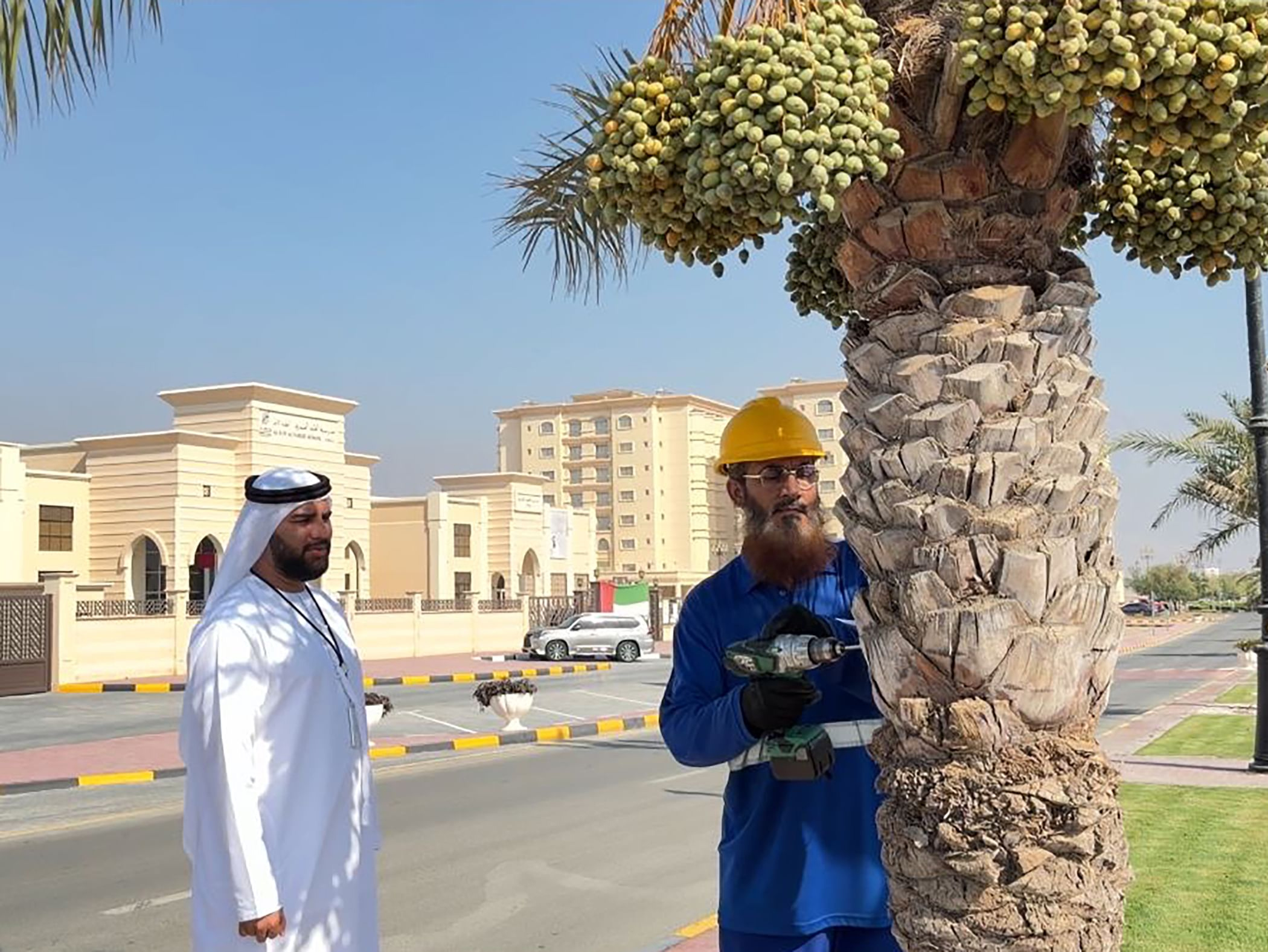Image for Dibba Al Hisn Launches Palm Tree Inventory Project