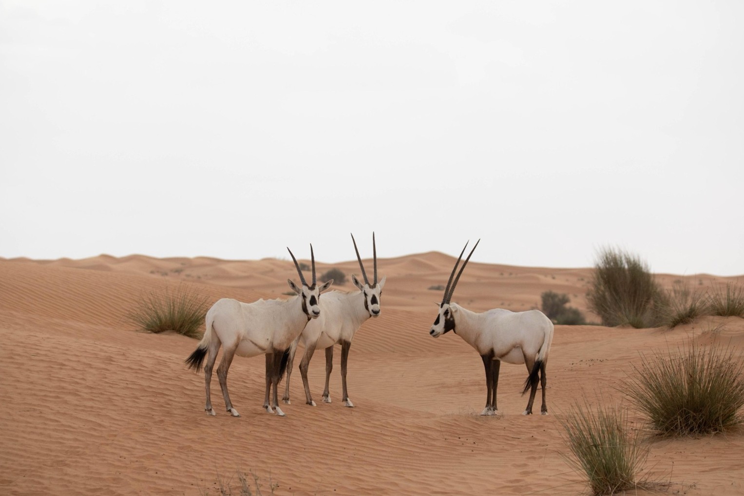 Image for Under The Theme “Inspired By Nature. For Climate. For Our Future.” Shaikha Al Dhaheri: Abu Dhabi Continues To Develop Innovative Solutions To Enhance Climate Adaptation And Protect Natural Resources