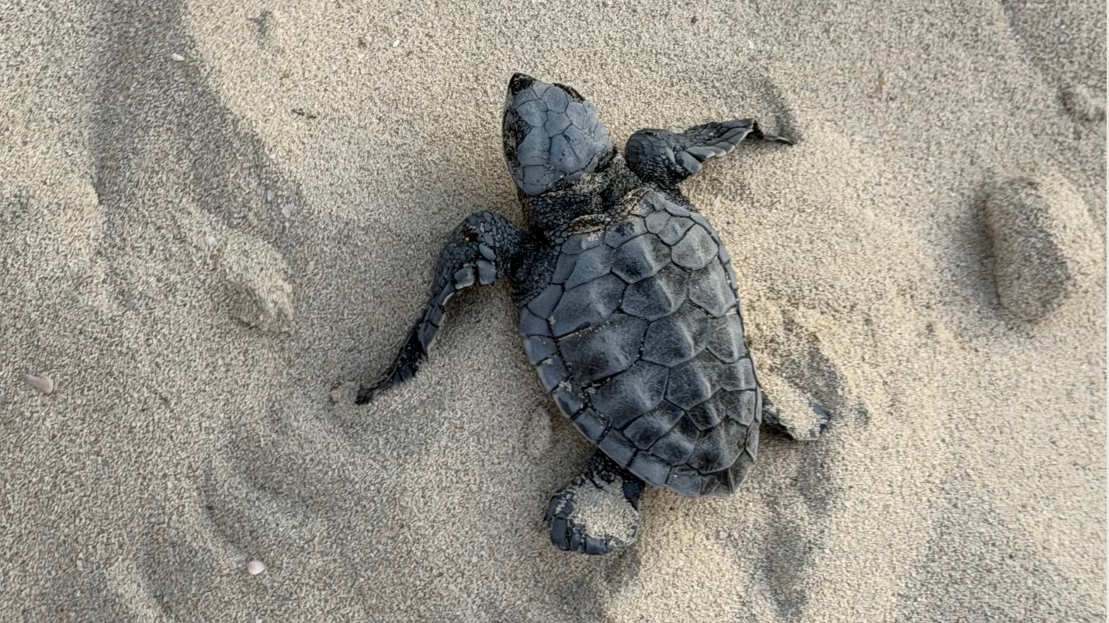 Image for Environment Agency – Abu Dhabi Records First-Ever Olive Ridley Turtle Nest In The Emirate