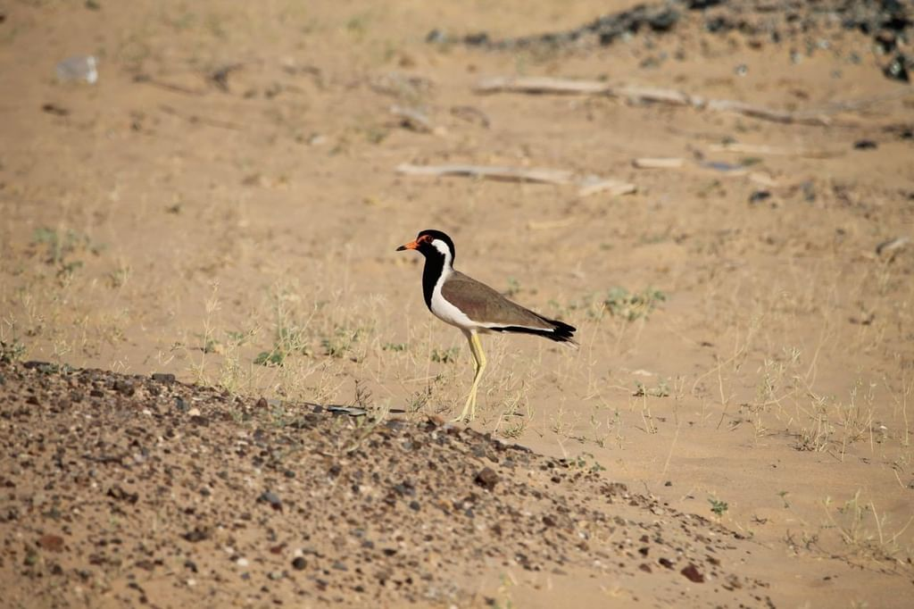 Image for Dubai’s Al-Wohoosh Desert Reserve Demonstrates Environmental Value Beyond Scale