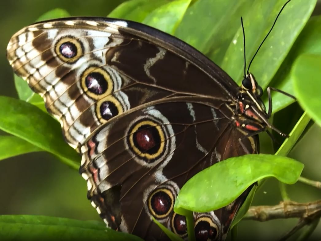 Image for ‘The Green Planet’, ‘Butterfly Garden’ Enhance Dubai’s Summer Appeal