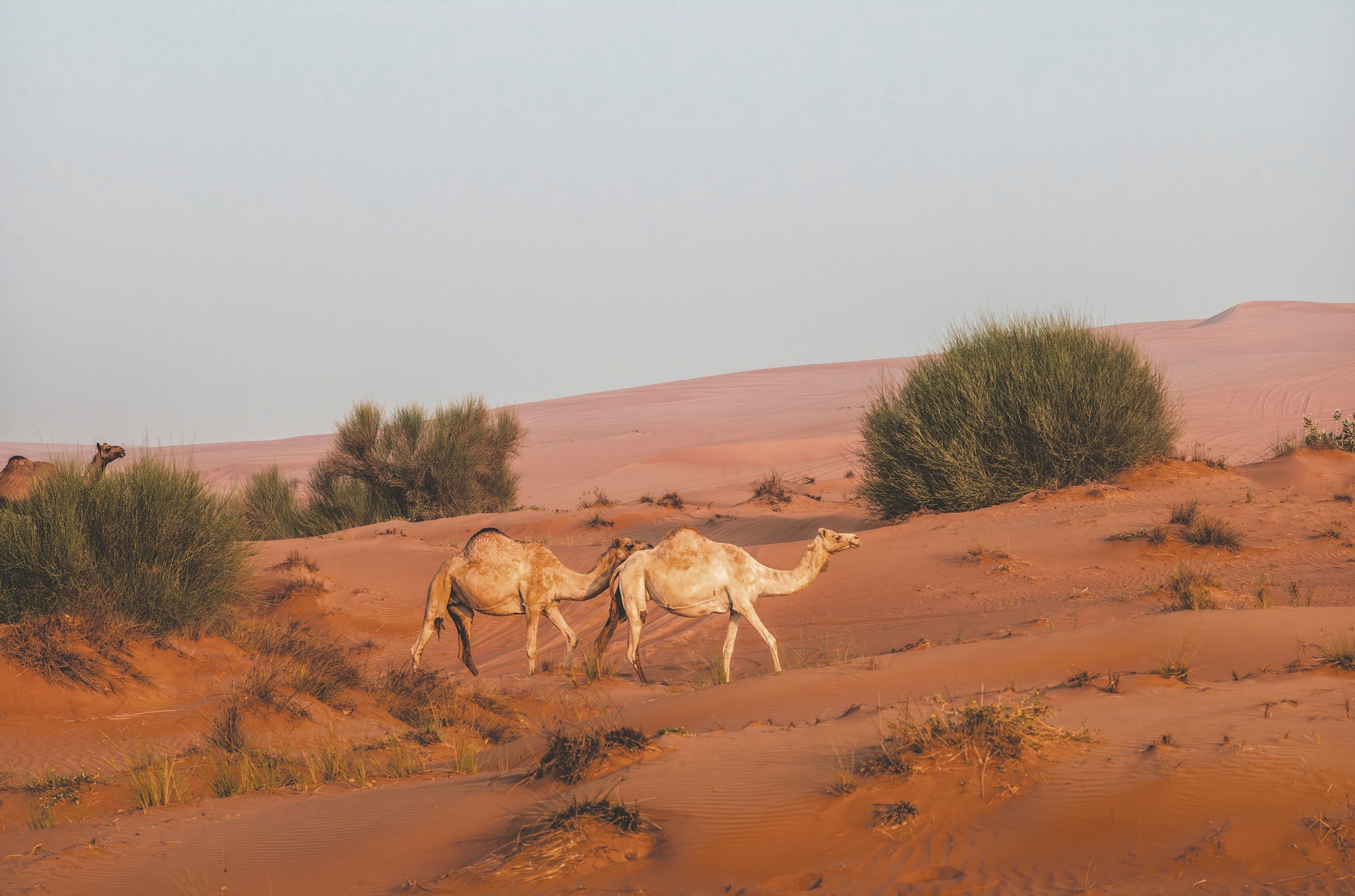 Image for Environment Agency – Abu Dhabi Announces The Ending Of 2026 Camel Grazing Season, With Grazing Ban Taking Effect On 16 October