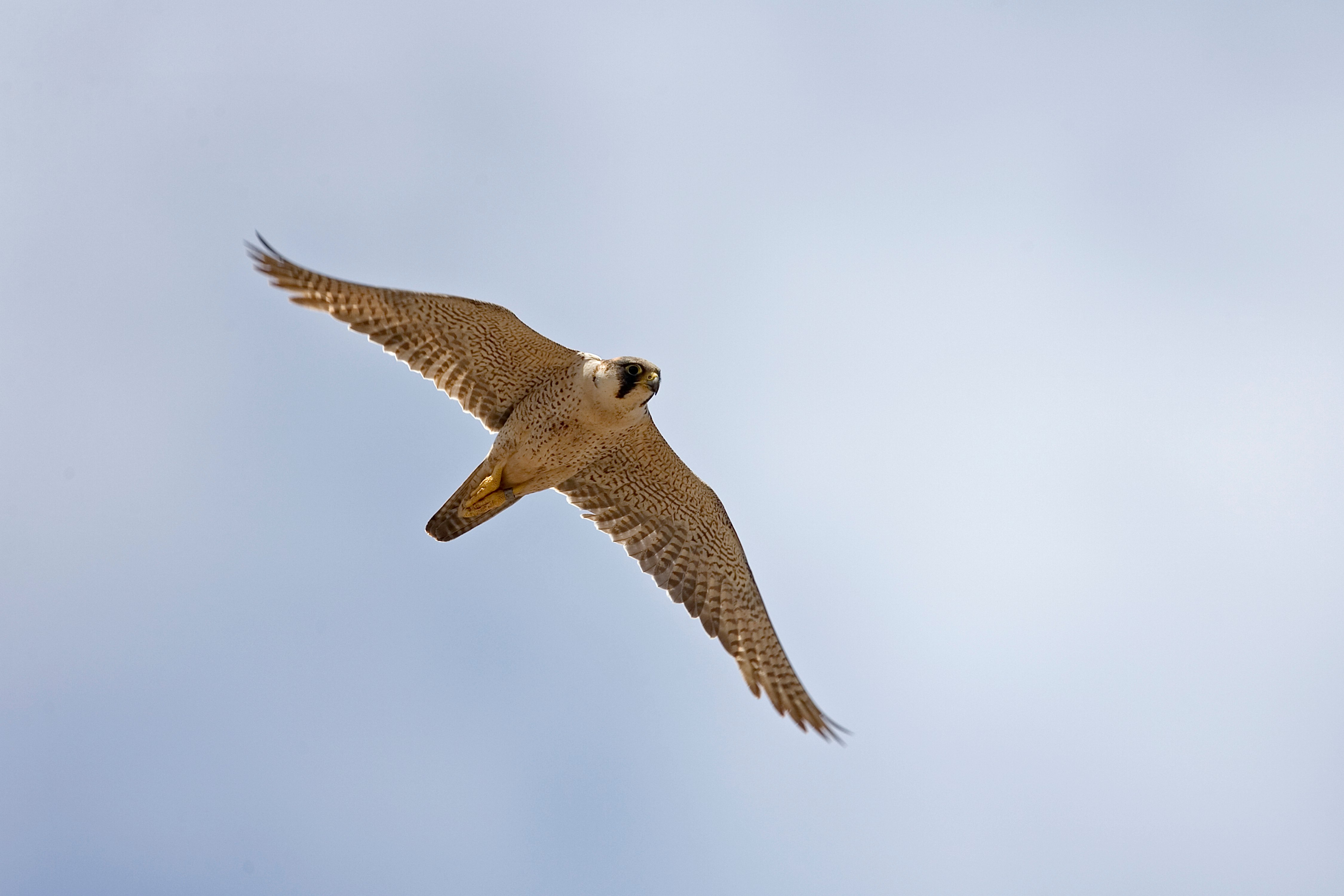 Image for Environment Agency – Abu Dhabi Announces 2026–2027 Falconry Season