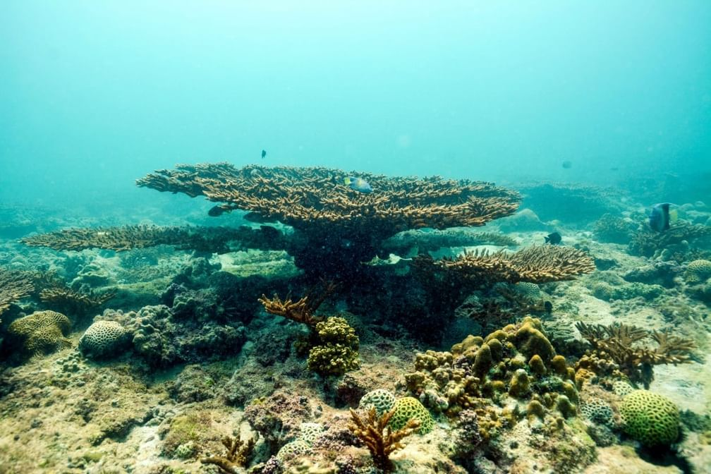 Image for NYU Abu Dhabi Study Reveals How Coral-Associated Bacteria Help Corals Survive Extreme Heat